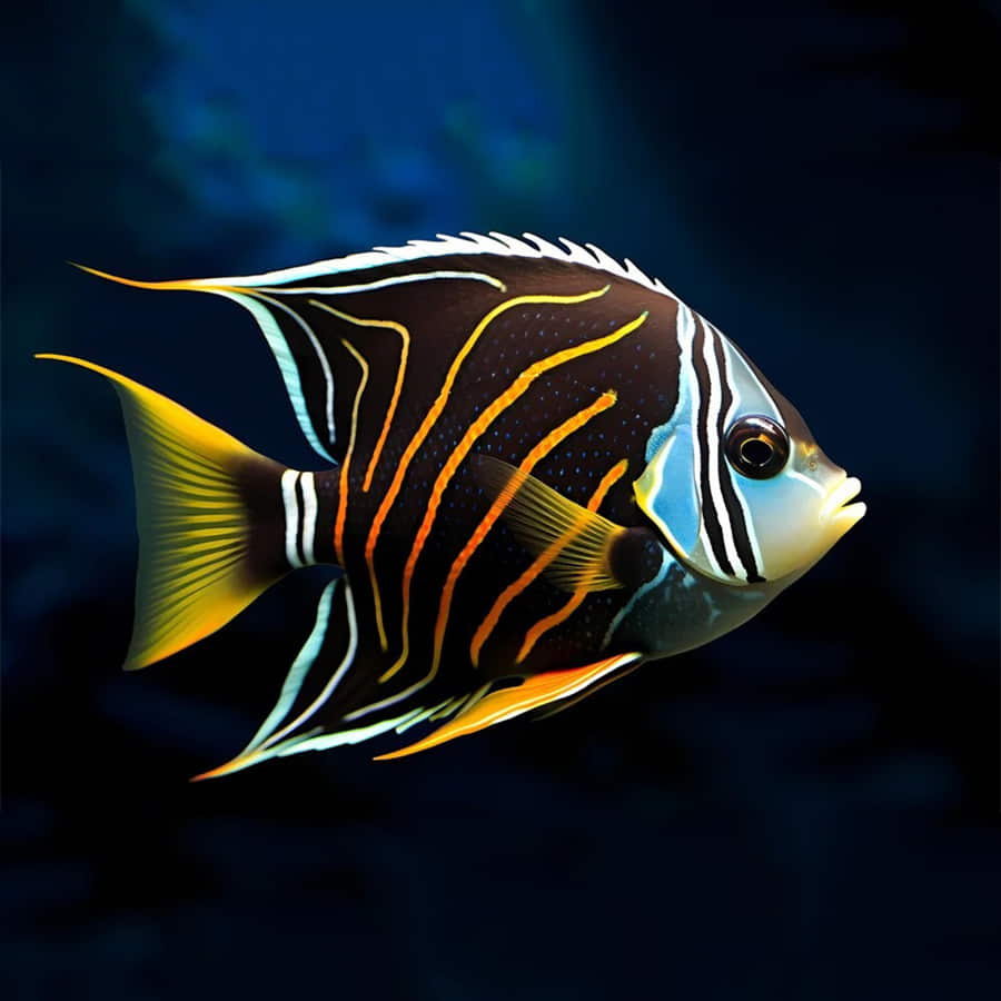 Angelfish