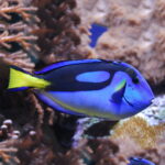 blue tang