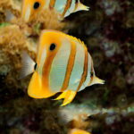 butterfly fish