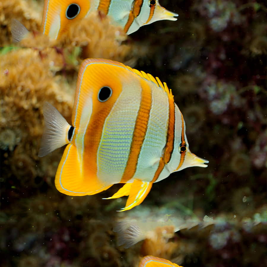 Butterfly Fish