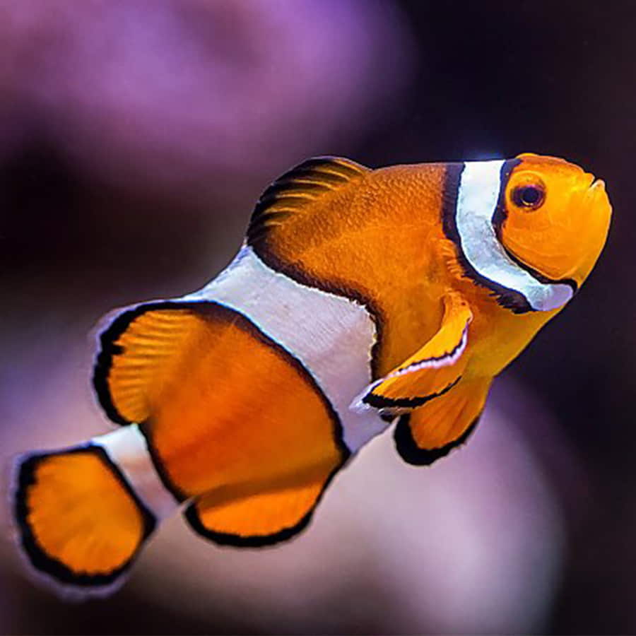 Clownfish