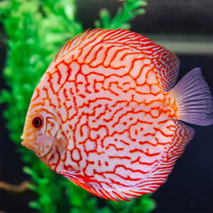 discus