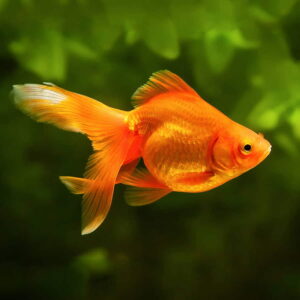 goldfish