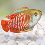 gourami