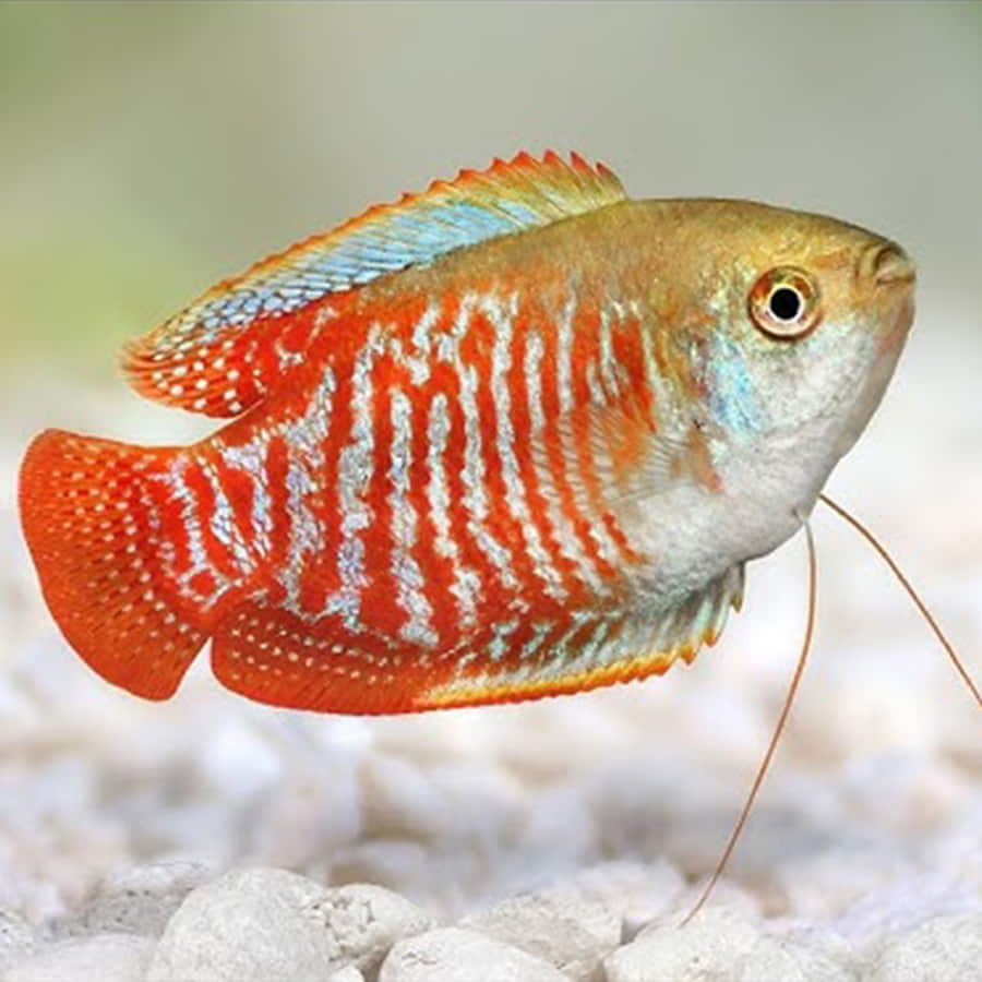 Gourami