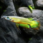 killifish