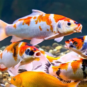 koi fish