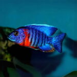 peacock cichlid