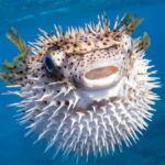 pufferfish