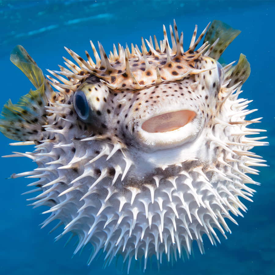 Pufferfish