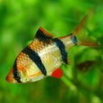 tiger barb